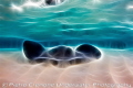judged by Allan Vandeford who says...
Use of color, ambient light and the overall "electric quality" of the image. weekly hotshot click to zoom